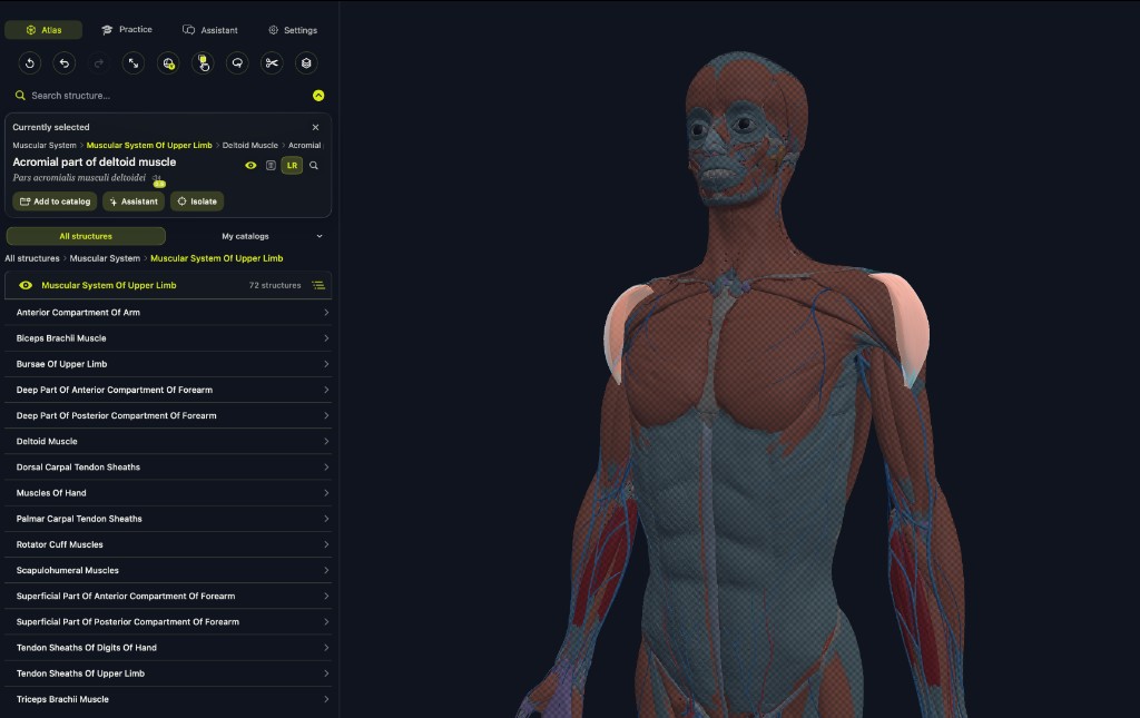 Mac: Atlas with hierarchy browser and acromial part of deltoid selected in the 3D viewport